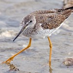 Lesser Yellowlegs