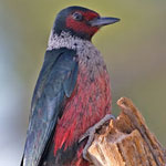 Lewis's woodpecker