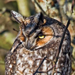 Long-eared Owl