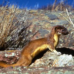 Long-tailed weasel