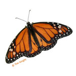 Monarch Butterfly