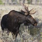Moose