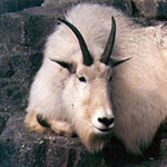 Mountain goat
