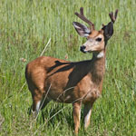 Mule deer