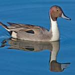 Northern Pintail