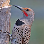 Northern Flicker