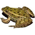 Northern Leopard Frog