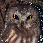 Northern Saw-whet Owl