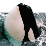Orca