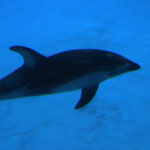 Pacific white-sided dolphin