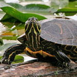 Painted Turtle