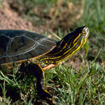 Painted Turtle