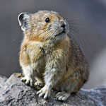American Pika
