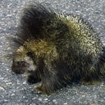 Porcupine