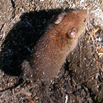 Southern Red-backed Vole