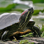 Red-eared Slider