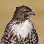 Red-tailed Hawk