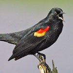 Red-winged Blackbird