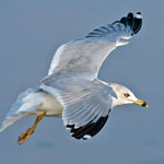 ring-billed gull