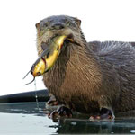 River otter