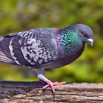 Pigeon