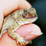 Short-horned Lizard