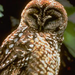 Spotted Owl