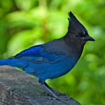 Steller's Jay