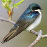 Tree Swallow