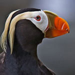 Tufted Puffin