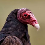 Turkey Vulture