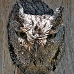 Western Screech Owl