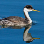 Western Grebe