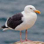 Western Gull