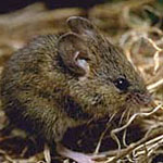 Western harvest mouse