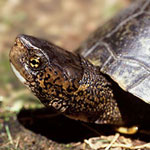 Western Pond Turtle