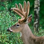 White-tailed deer