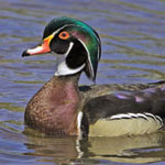 Wood Duck