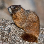 Yellow-bellied marmot