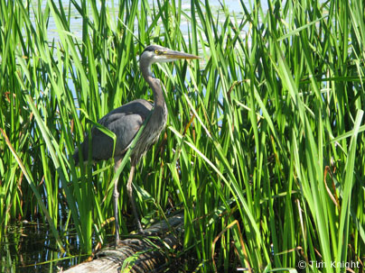Great Blue Heron