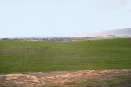 irrigated crops