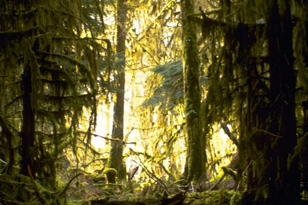 Old Growth Forest