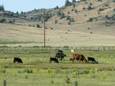 pasture with cattle grazing