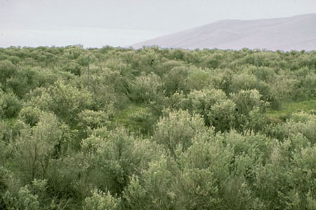 Undisturbed Shrubland