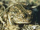 Spadefoot toad