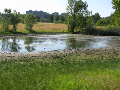vernal pond