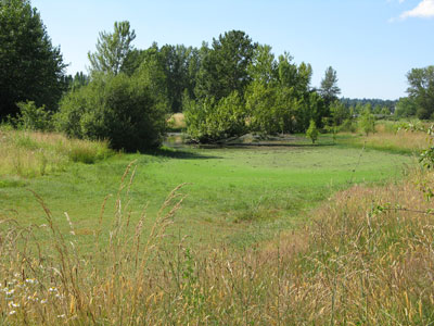 vernal pond