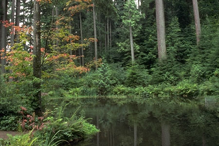 conifer marsh