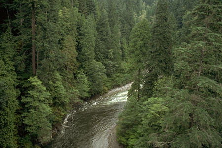 conifer riparian