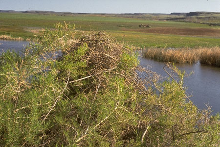 wetlands